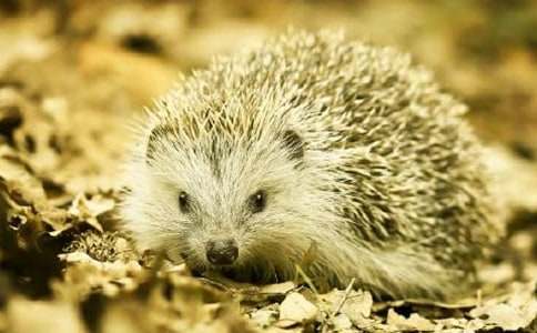 ȤζͯԒ���£�Ұ�úʹ��