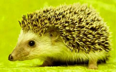 ͯԒ���£�Ұ�úʹ��