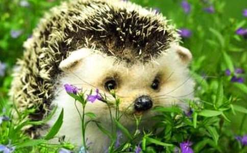 С��⬿����Ŀ��D���ģ�ͨ��45ƪ��