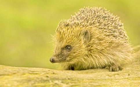 小刺猬別走的看圖作文