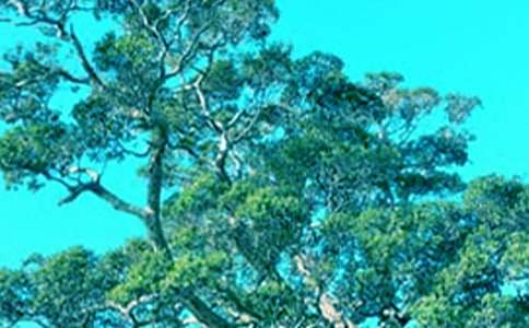 �ְ������ҵĴ�����ģ����x31ƪ��