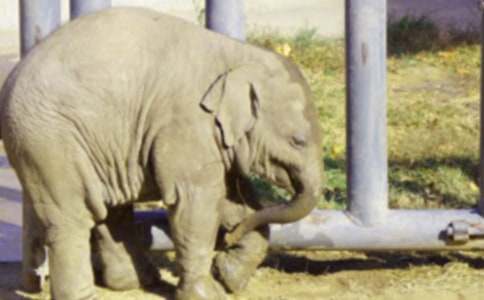 �P�ڴ���ͯԒ���ģ����x37ƪ��