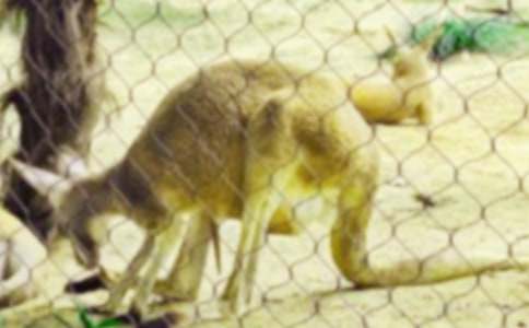 ���С����ͯԒ����