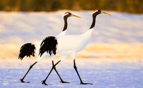 關于丹頂鶴作文600字四篇