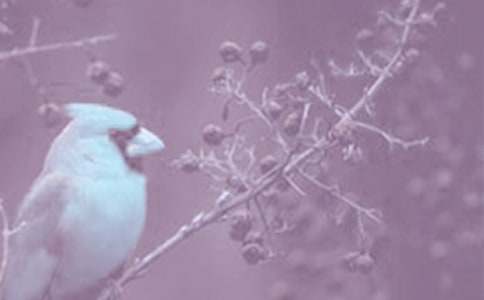 ��ֲ����^������