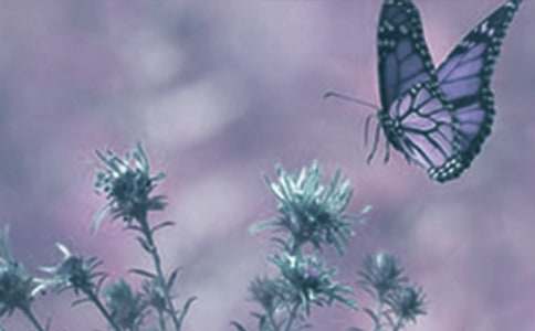 ��ֲ���^������