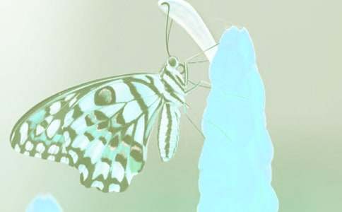 �^���ֲ������250��