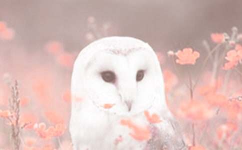 �^���ֲ���С���ģ�ͨ��17ƪ��