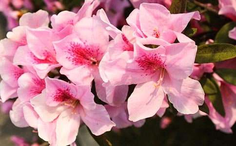 �P��ϣ�������ģ����N����ϣ��800��-ϣ������