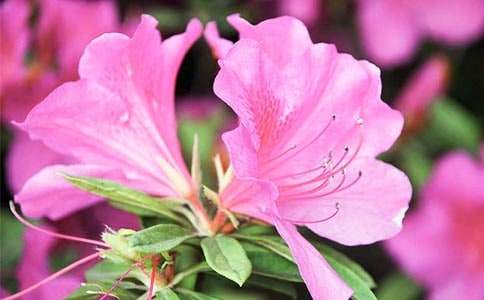 �ҼҵĶ��N���W������200��