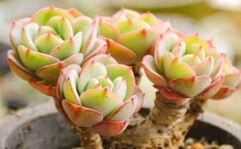 多肉的啟示優秀作文