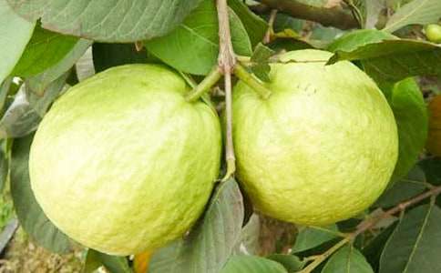 介紹番石榴的說明文