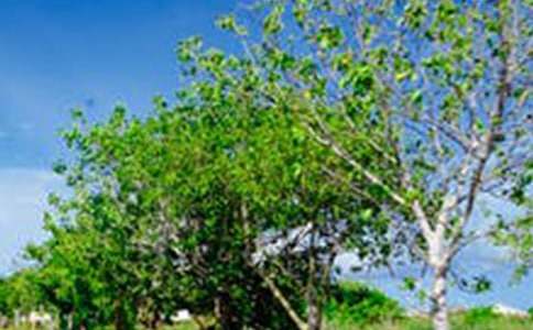 2026�ꃞ���L�����ӣ�ͨ��300�䣩