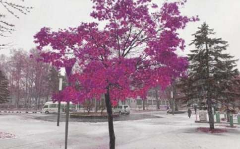 �Lѩ�ﶨ���ٻӰ�S�Pɢ��