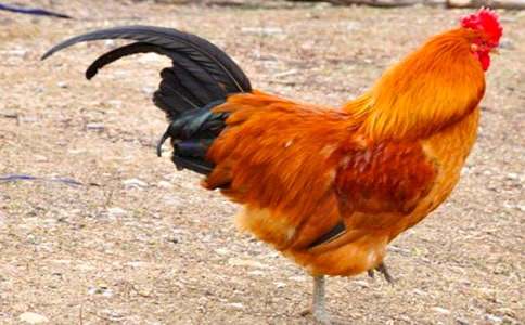 �茑���u�����ģ�ͨ��14ƪ��