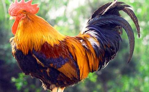 ���u�������Ժ�Ľ���Ԣ�Թ���