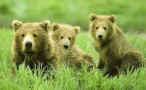 �P�ڹ��ܵ�ͯԒ����