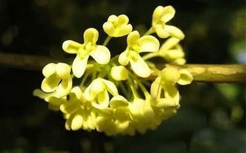 ������ �ϼ�15ƪ