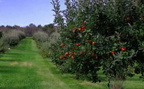 美麗的果園作文(集合15篇)