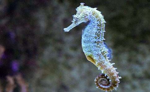 海馬爸爸的作文