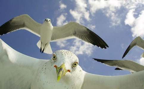 ����һֻС���t��������800��