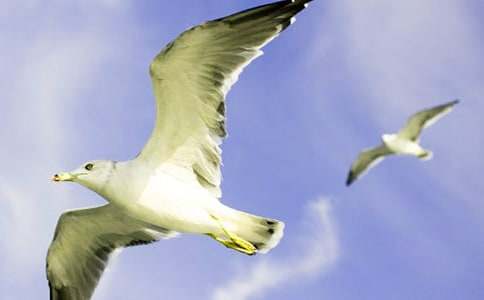 海鷗的作文300字8篇