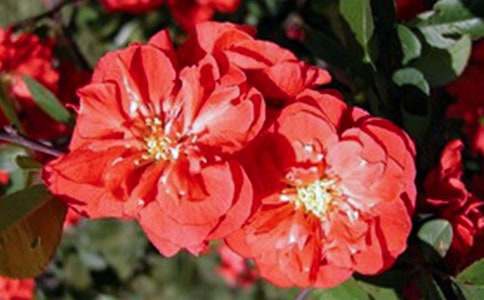 ����һ�꼉���ģ��ֵ������h��r