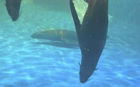 ���Ϻ��������󹫈@����(2ƪ)