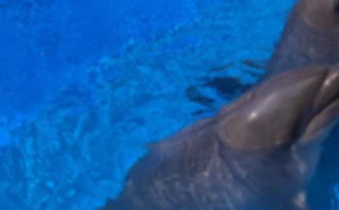 小海豚童話故事作文(通用15篇)