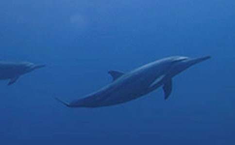 С����ͯԒ��������