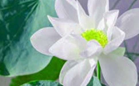 我是一朵荷花作文700字(通用19篇)