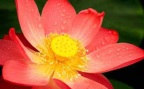 �����ĺɻ�������800��