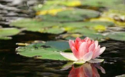 ���w��ƽ����