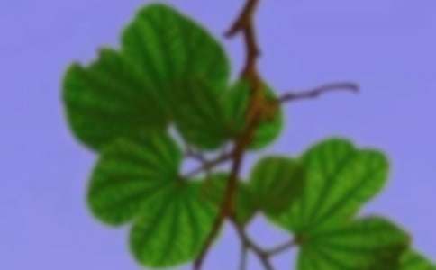 ���C���ķ���