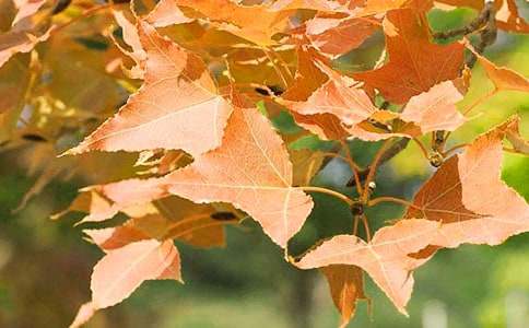 ��ɽ�t�~���ąR��7ƪ