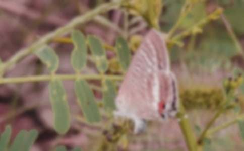 描寫蝴蝶小學生作文