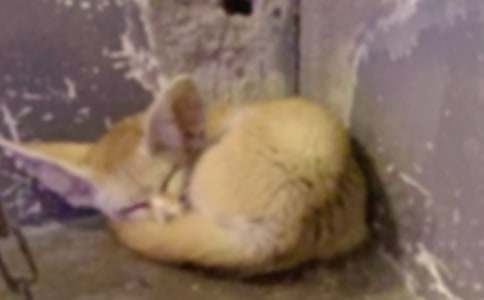 ���ƻ��ĺ�؂����