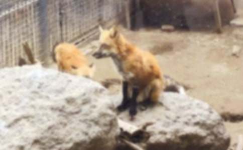 ��؂�͞��f����(����11ƪ)