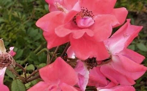 ӛ���еĻ�������500�֣�ͨ��37ƪ��