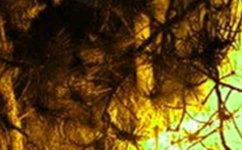 �P�ڻ�ĵ�����600��