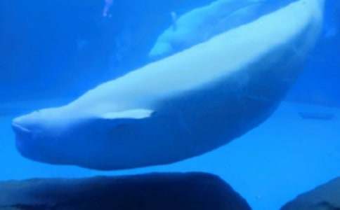 �L�~����600�ֺϼ���ƪ