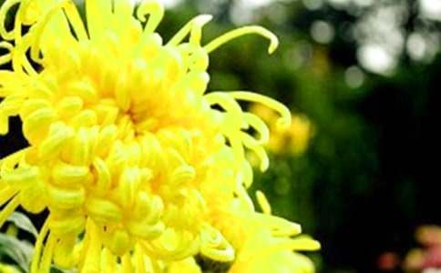 描寫菊花的700字經典作文