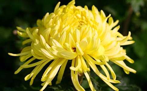 �茑����ľջ�100�����ġ�5ƪ��