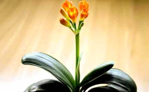 君子蘭作文700字