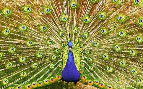 我家的孔雀魚作文(通用33篇)