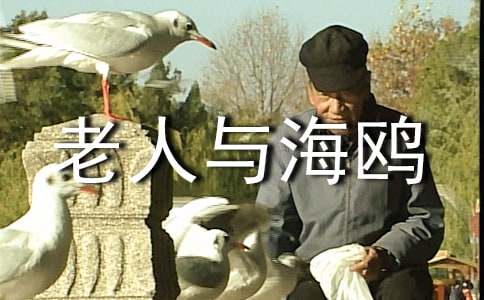 老人與海鷗閱讀心得體會(精選20篇)
