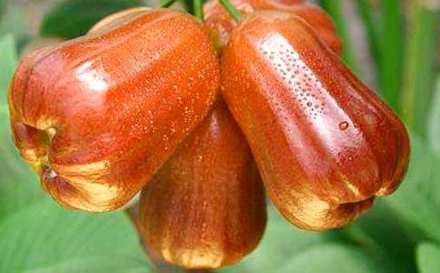 蓮霧六年級作文