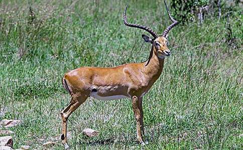 藏羚羊的春天初二作文