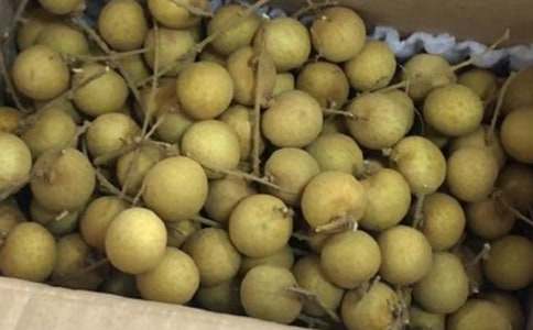 描寫龍眼的作文350字(精選46篇)