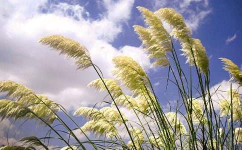 湖畔的蘆葦和柳葉記敘文